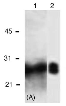 Survivin Antibody