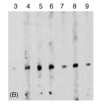Survivin Antibody