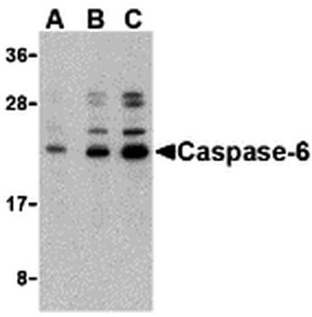 CASP6 Antibody