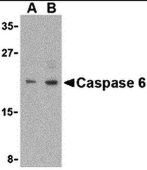 CASP6 Antibody