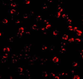 CASP6 Antibody