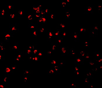 Caspase-5 Antibody