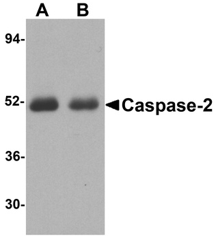 CASP2 Antibody