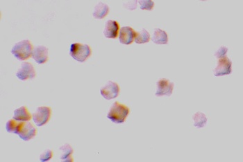 CASP2 Antibody
