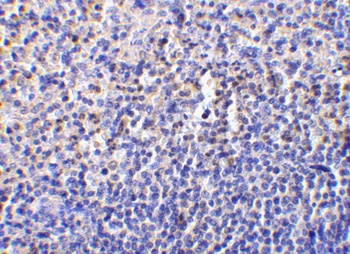 Caspase-1 Antibody