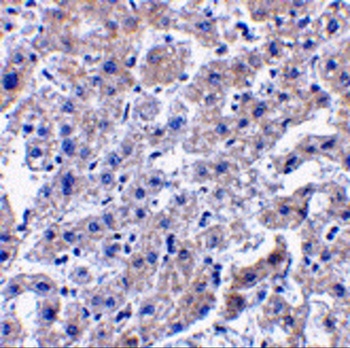 Casp14 Antibody