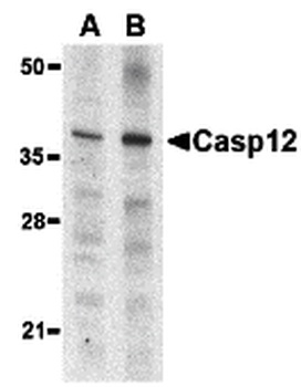 Casp12 Antibody