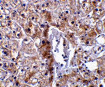 Casp12 Antibody