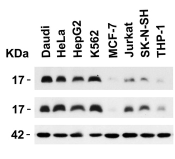 Survivin Antibody