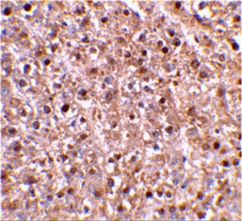 Caspase-12 Antibody