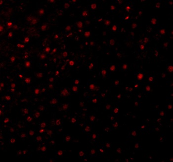Caspase-12 Antibody