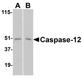 Casp12 Antibody