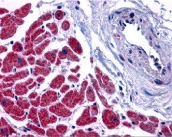 Casp12 Antibody