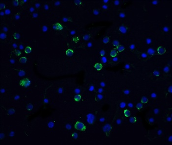 CASP10 Antibody