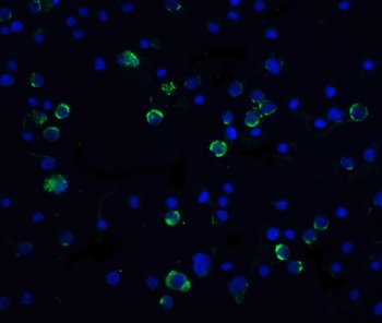 CASP10 Antibody