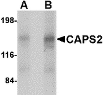 CAPS2 Antibody