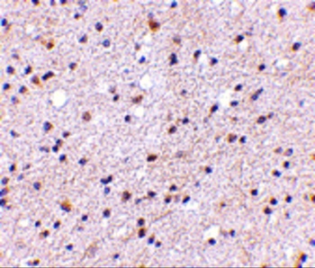 CAPS1 Antibody