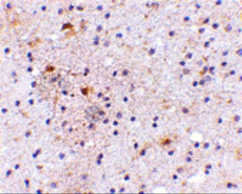 CAPS1 Antibody