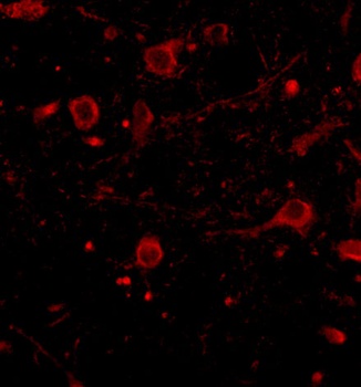 CAPS1 Antibody