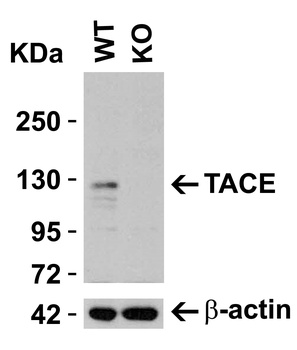 ADAM17 Antibody