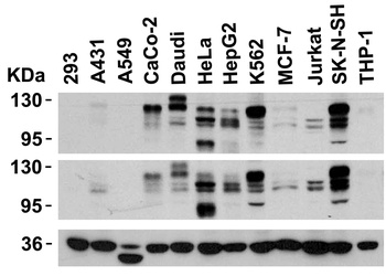 ADAM17 Antibody