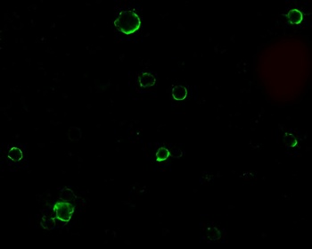 TACE Antibody