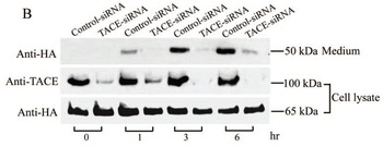 ADAM17 Antibody