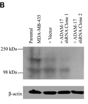 ADAM17 Antibody