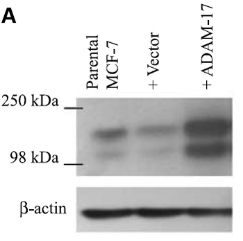 ADAM17 Antibody