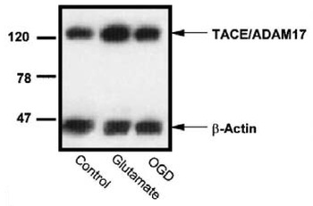 ADAM17 Antibody