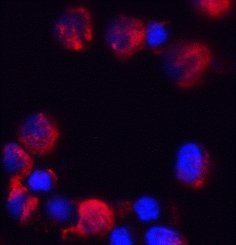 C18orf42 Antibody