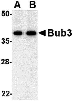 BUB3 Antibody