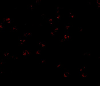 BUB3 Antibody