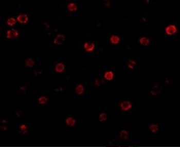 T-cadherin Antibody