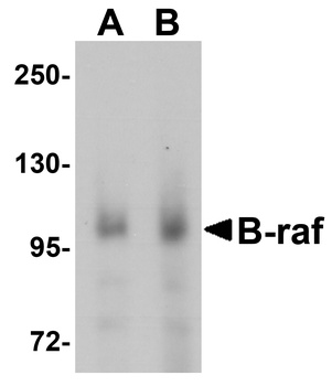 BRAF Antibody