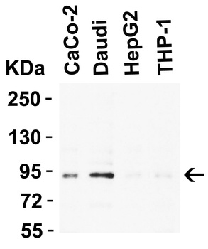 BRAF Antibody