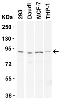 TEM1 Antibody
