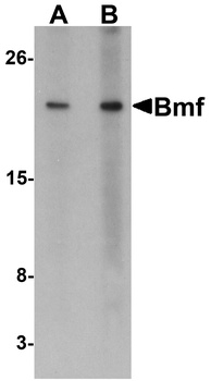 Bmf Antibody