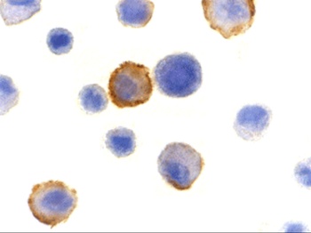 Bmf Antibody