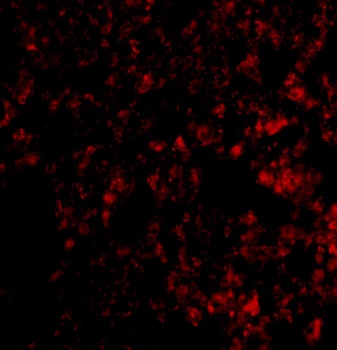 Blimp-1 Antibody