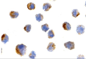 Bit1 Antibody