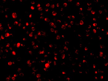 PTRH2 Antibody