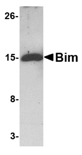 BCL2L11 Antibody