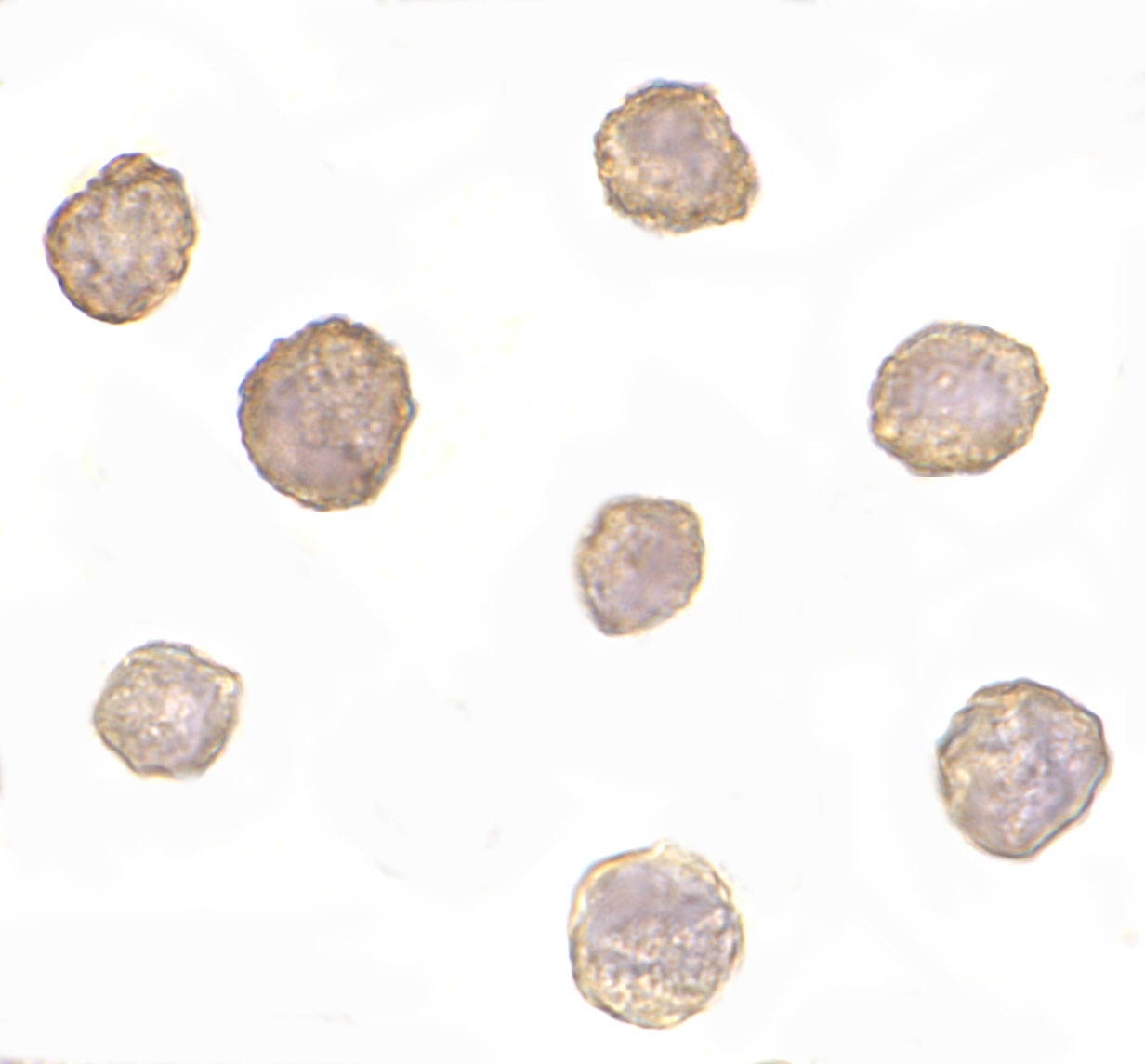BCL2L11 Antibody