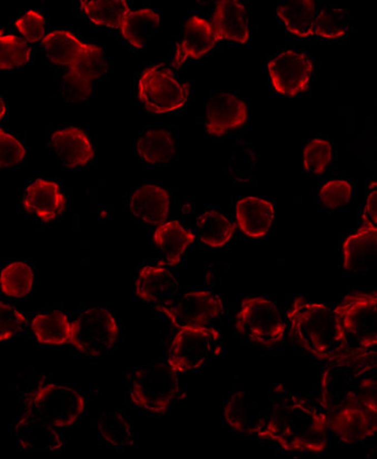 BCL2L11 Antibody