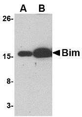 BCL2L11 Antibody