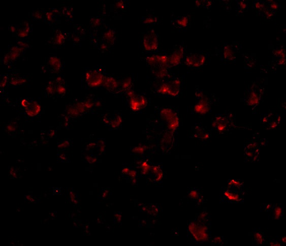 BCL2L11 Antibody