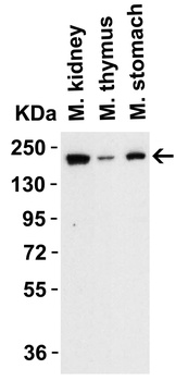 TET1 Antibody