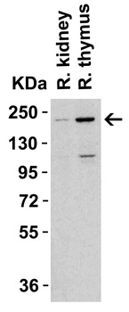 TET1 Antibody