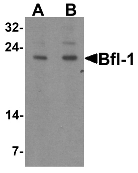 BCL2A1 Antibody